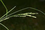 Roan Mountain sedge